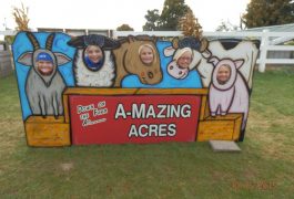 Pumpkin Patch (2).JPG