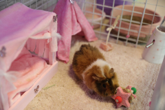WD-Mindy-the-Guinea-Pig-10-16-25-10