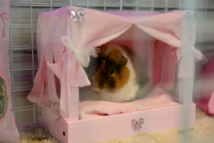 WD-Mindy-the-Guinea-Pig-10-16-25-42