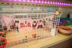 WD-Mindy-the-Guinea-Pig-10-16-25-6